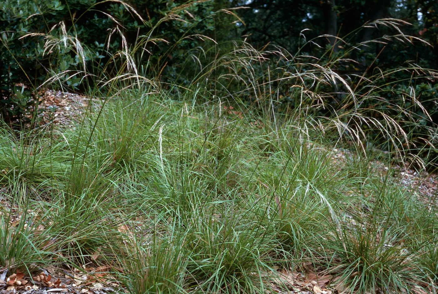 Stipa diegoensis, Santa Barbara Botanic Garden