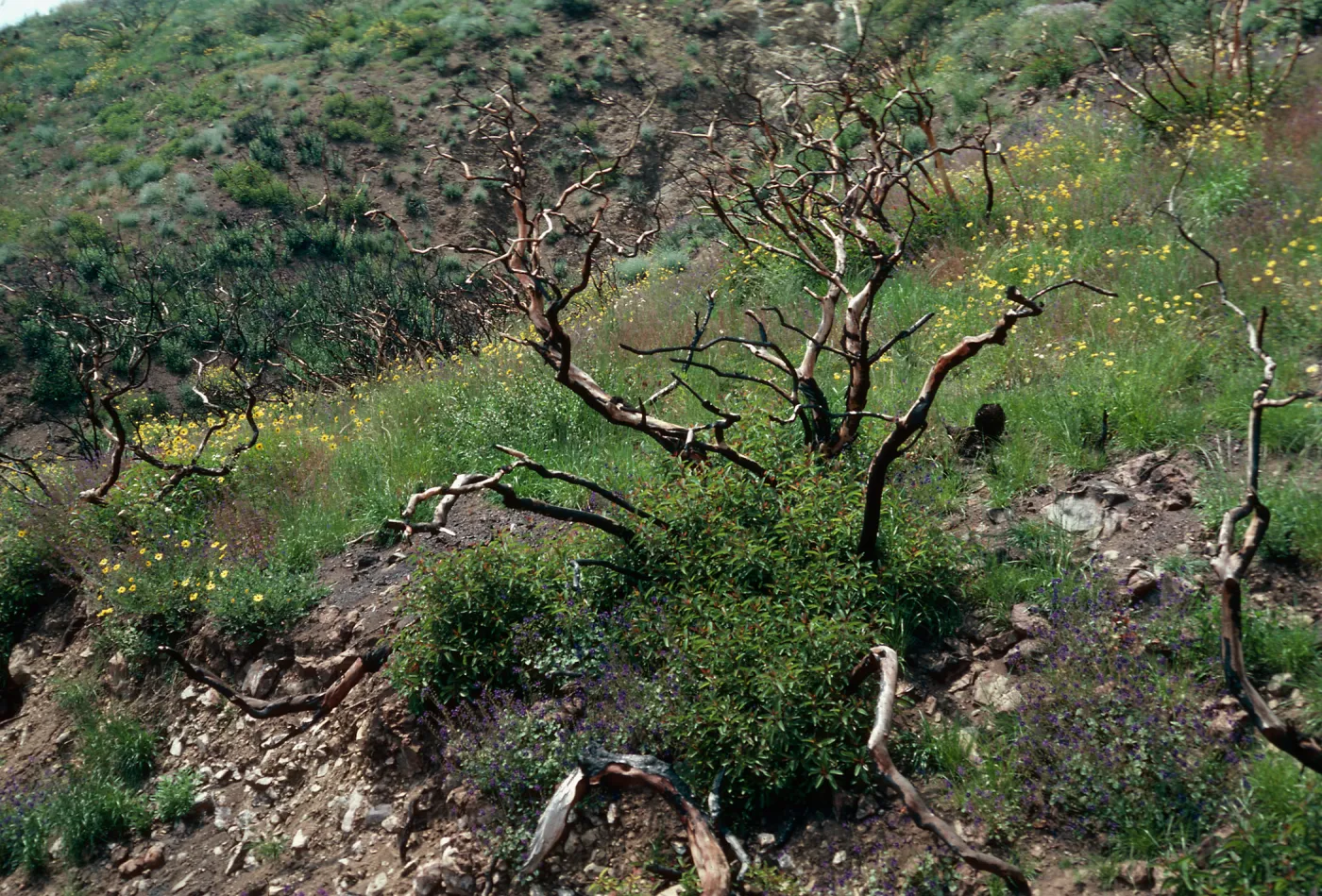 Rhus laurina, resprouting after burn, Santa Monica Mountains, Los Angeles County