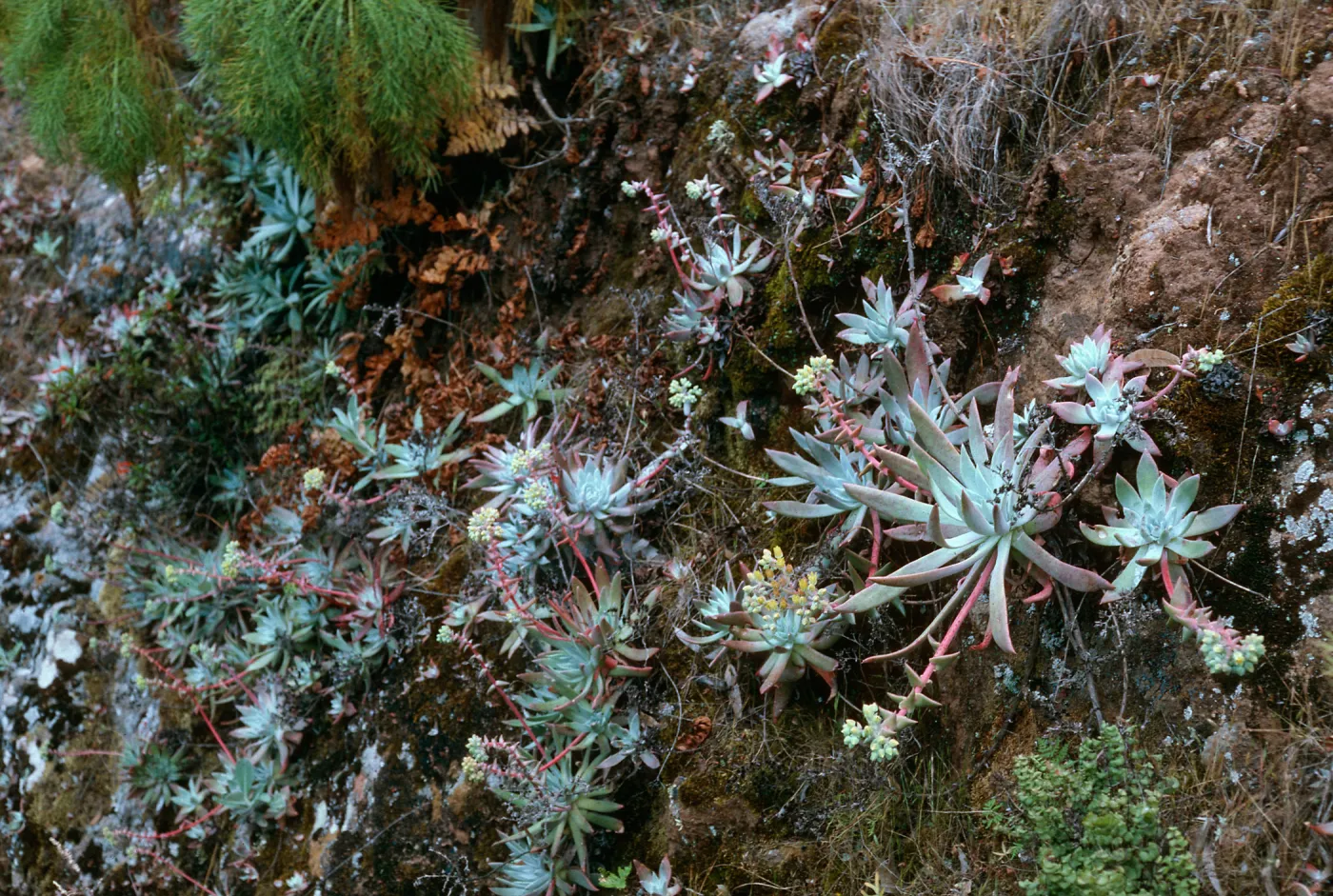 Dudleya greenei, bluffs, Tinkers Canyon, Santa Cruz Island