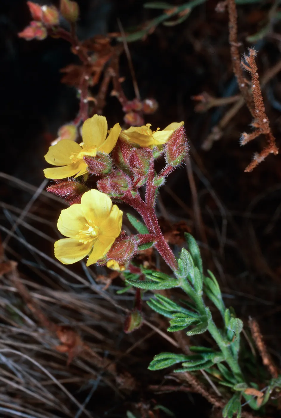 Helianthemum greenei, Christy Pines, Santa Cruz Island