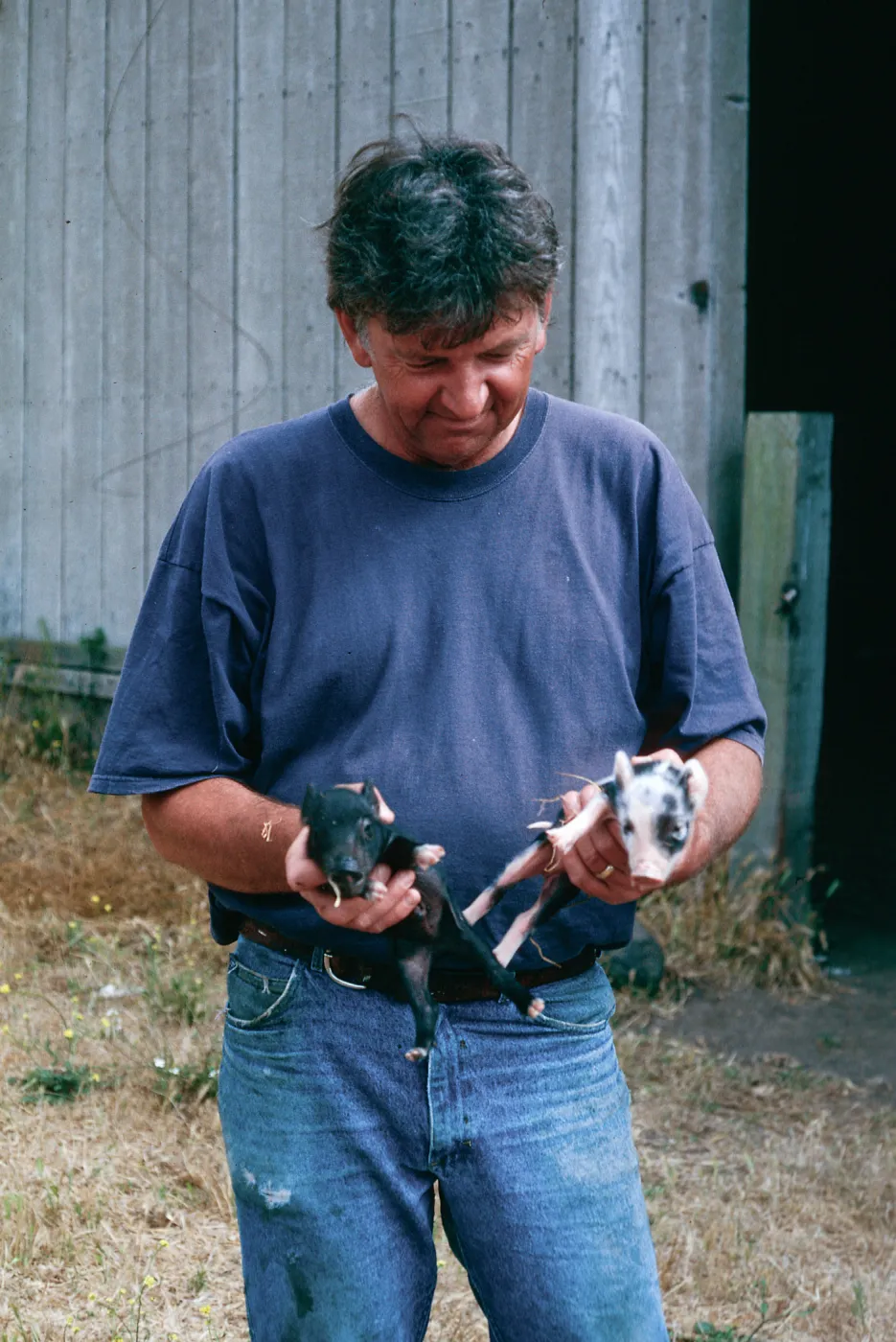 Keith Herold w/baby pigs, Christy barn, Santa Cruz Island