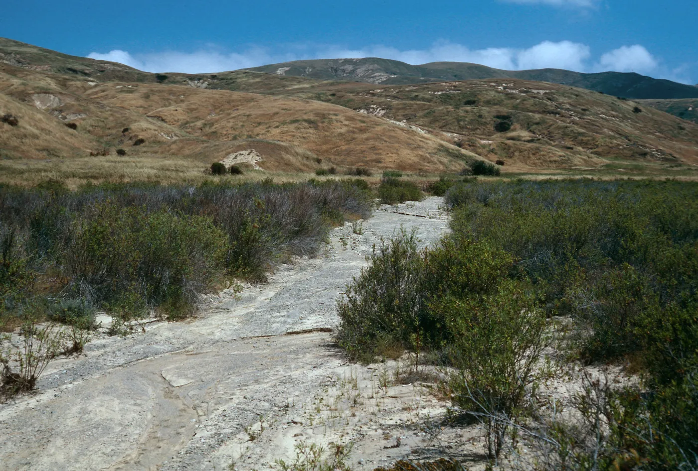 Mule Fat Scrub, lower Pozo Canyon, Santa Cruz Island