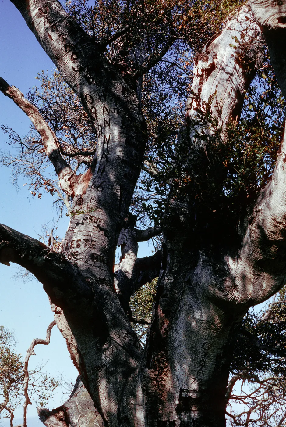 Autograph Tree, Pelican Bay, Santa Cruz Island