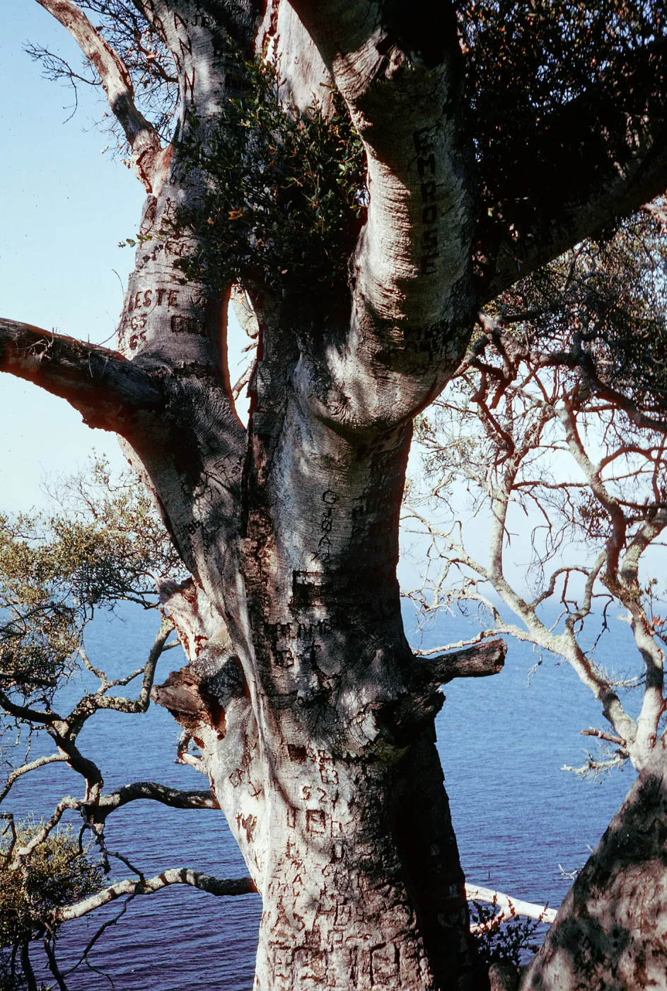 Autograph Tree, Pelican Bay, Santa Cruz Island