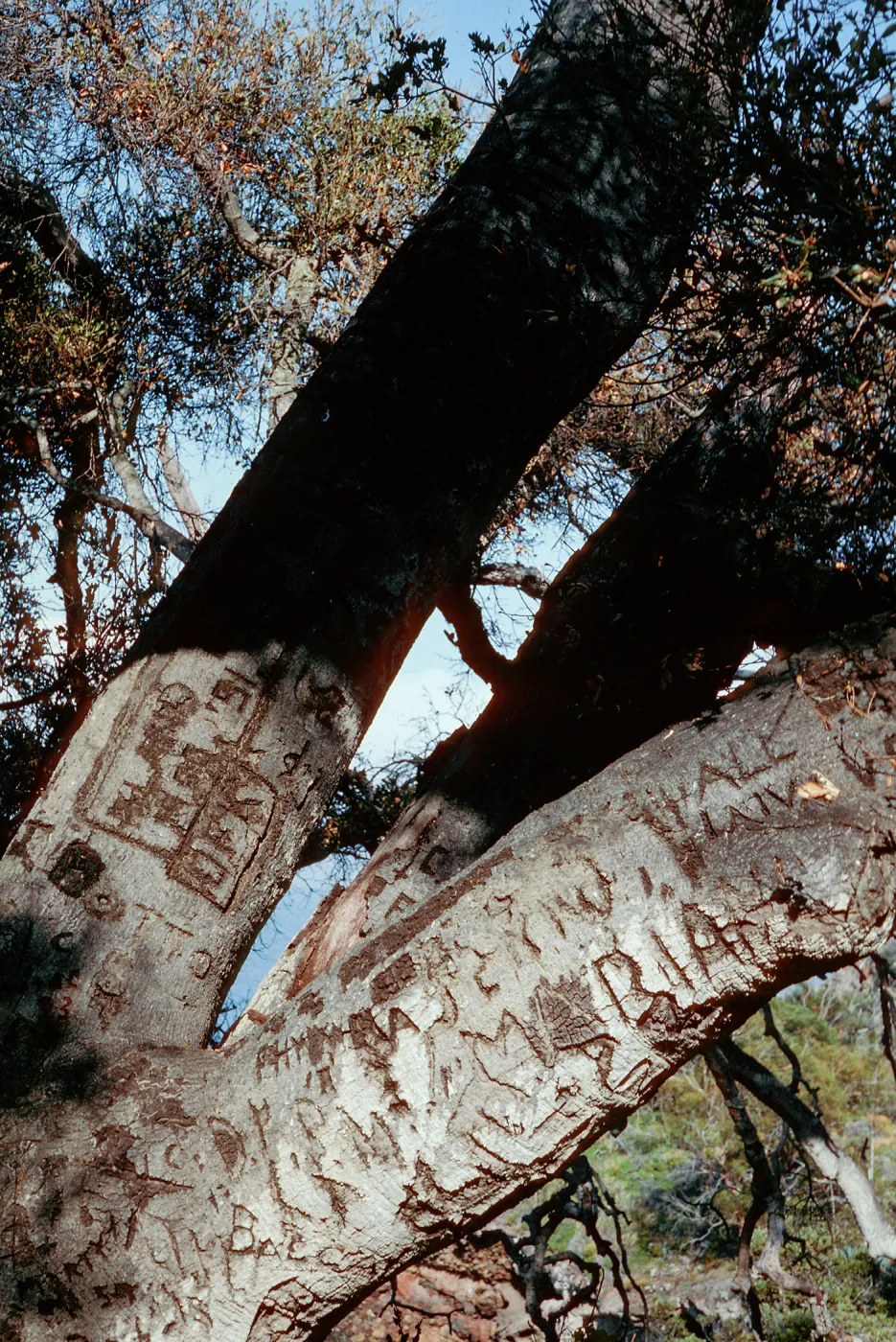 Autograph Tree, Pelican Bay, Santa Cruz Island