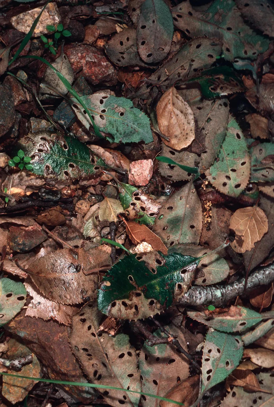 insect damage on Comarostaphylos leaves, 1st major canyon west of Prisoners Harbor, Santa Cruz Island