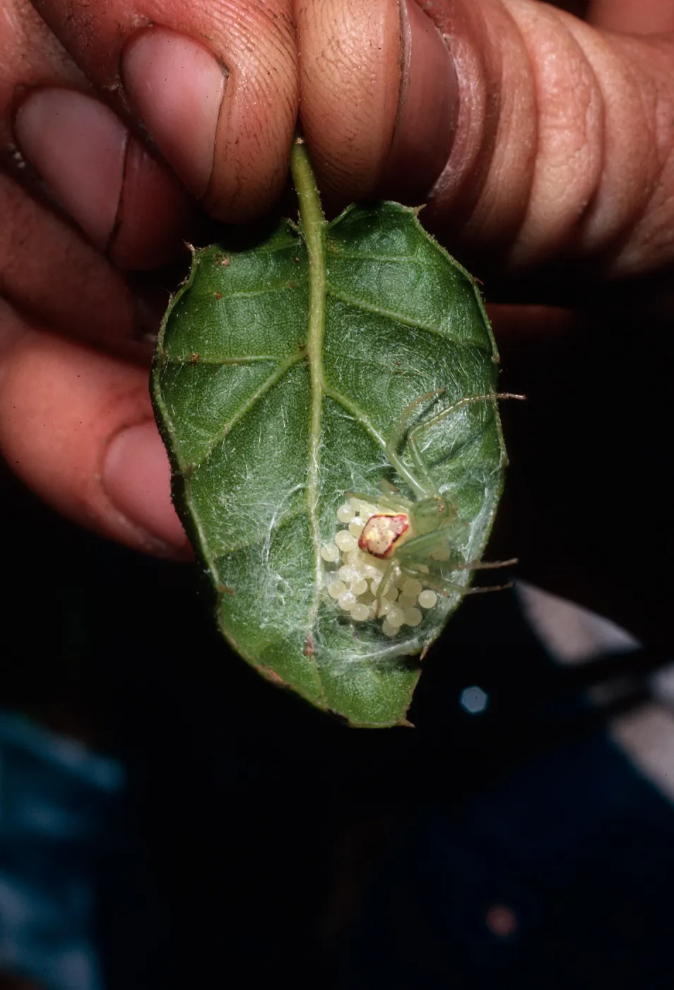 Crab spider w/eggs, Quecrcus agrifolia leaf (Coastal Live Oak), Campo Raton, Santa Cruz Island
