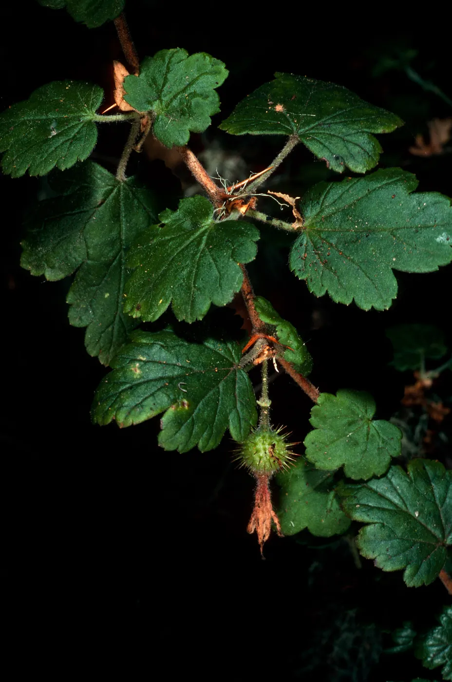 Ribes thacherianum, Campo Raton, Santa Cruz Island