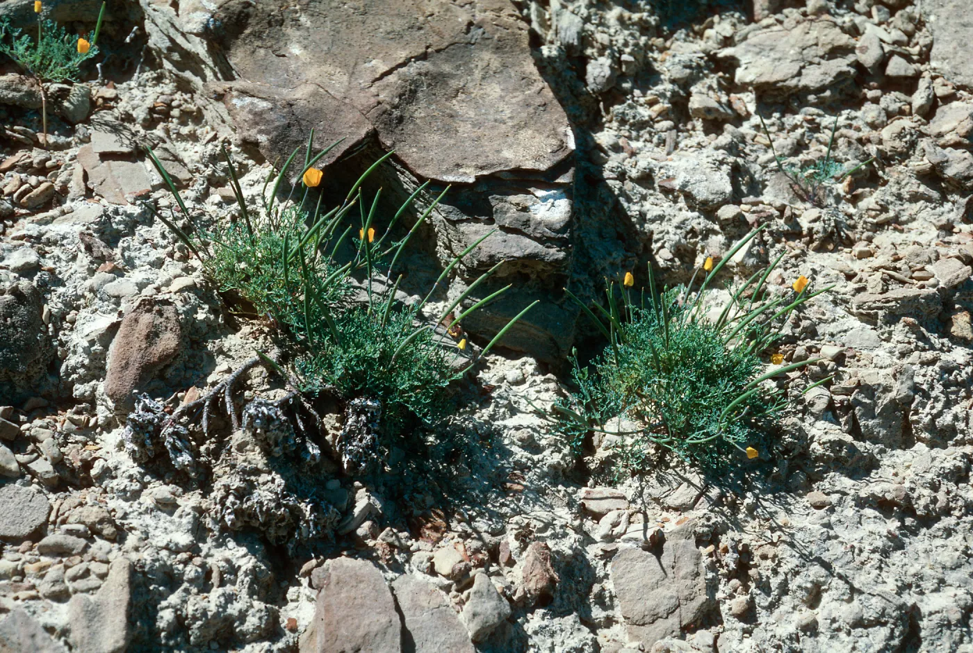 Eschscholzia ramosa, SN-624, slopes overlooking sandspit, San Nicolas Island