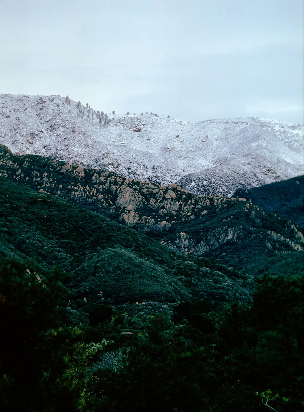 snow on Santa Ynez Mountains, East slope, Santa Barbara Botanic Garden