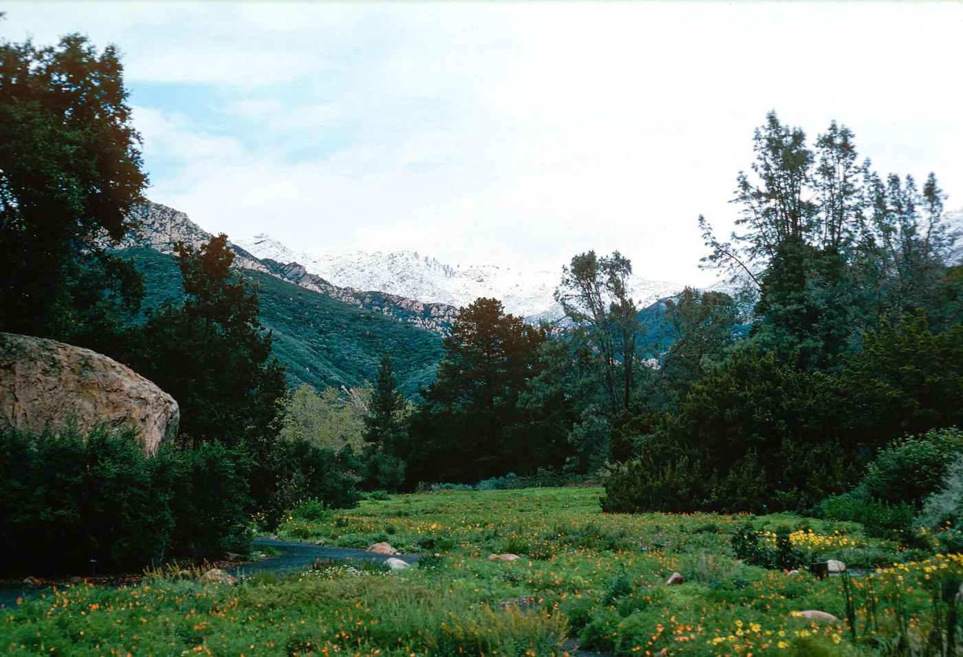 snow on Santa Ynez Mountains, meadow, Santa Barbara Botanic Garden