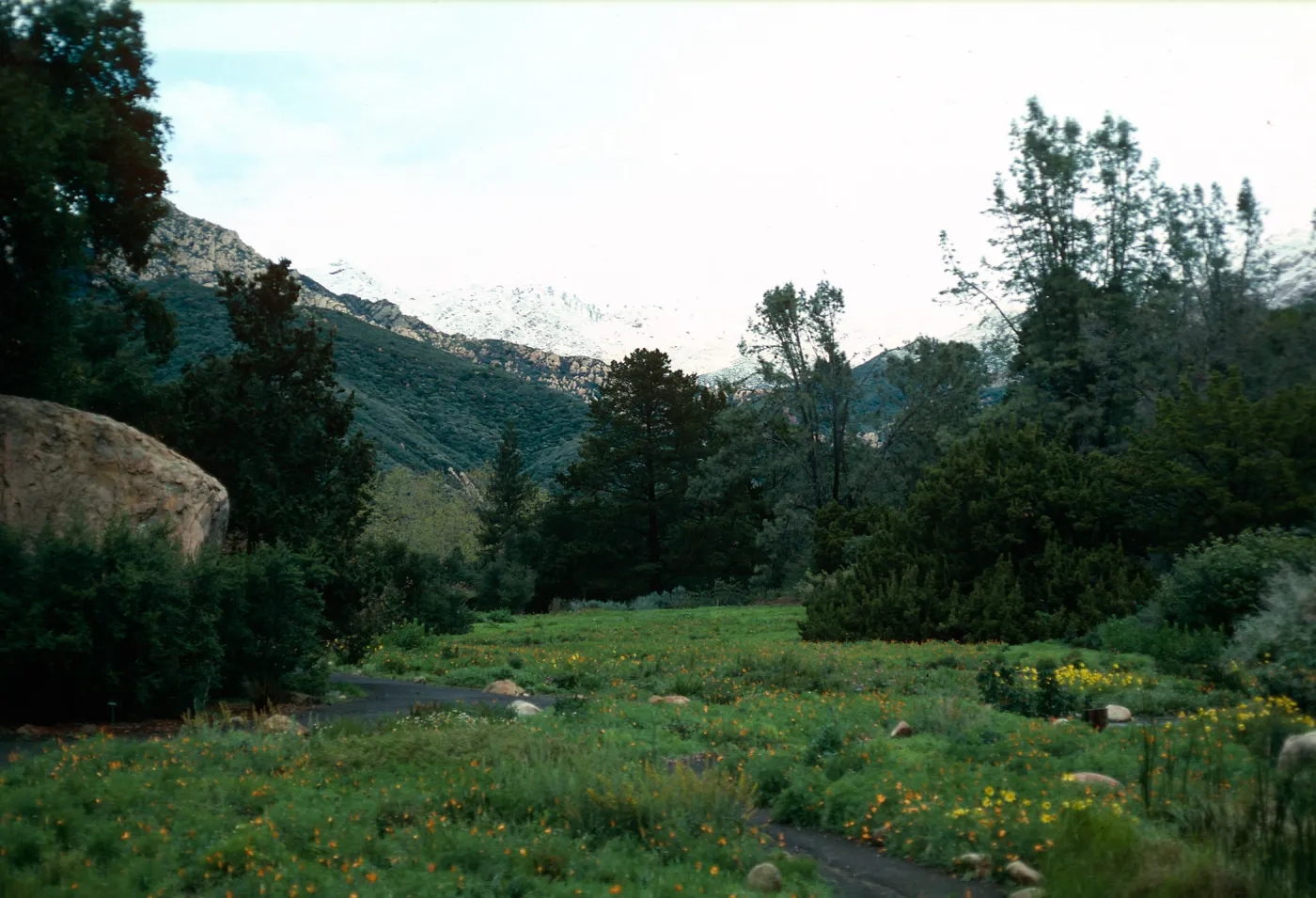 snow on Santa Ynez Mountains, meadow, Santa Barbara Botanic Garden