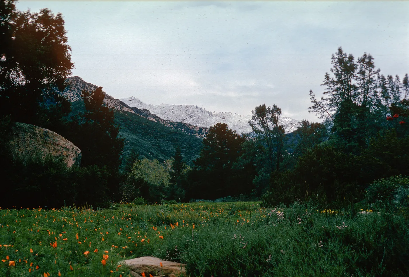 snow on Santa Ynez Mountains, meadow, Santa Barbara Botanic Garden