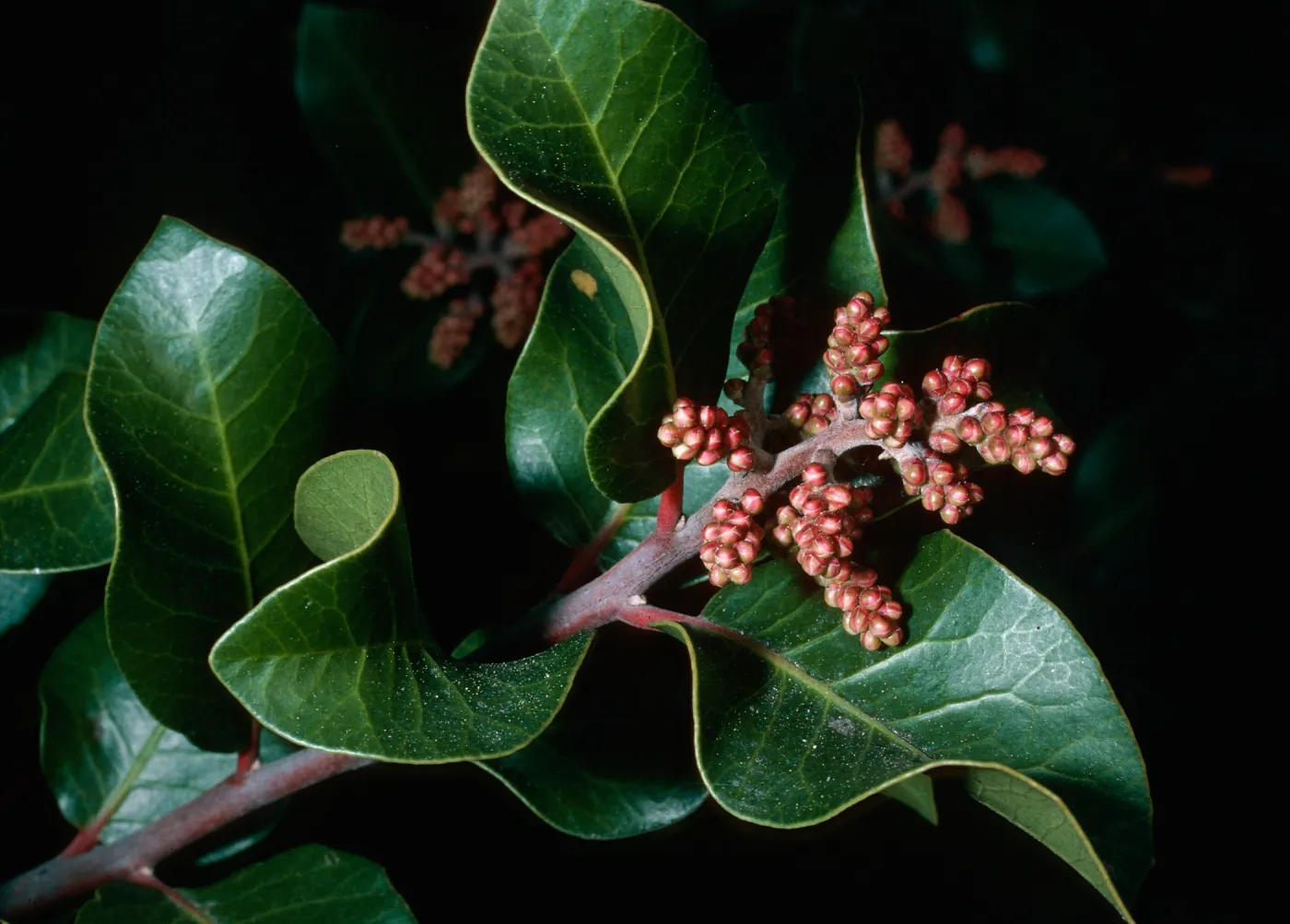 Rhus ovata, Santa Barbara Botanic Garden