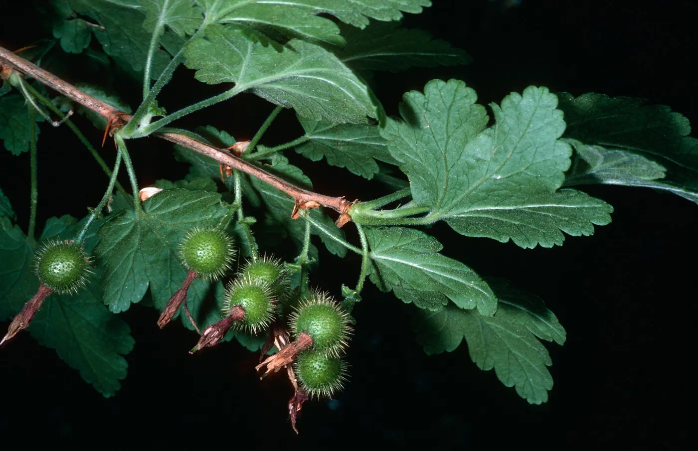 Ribes thacherianum, Santa Barbara Botanic Garden
