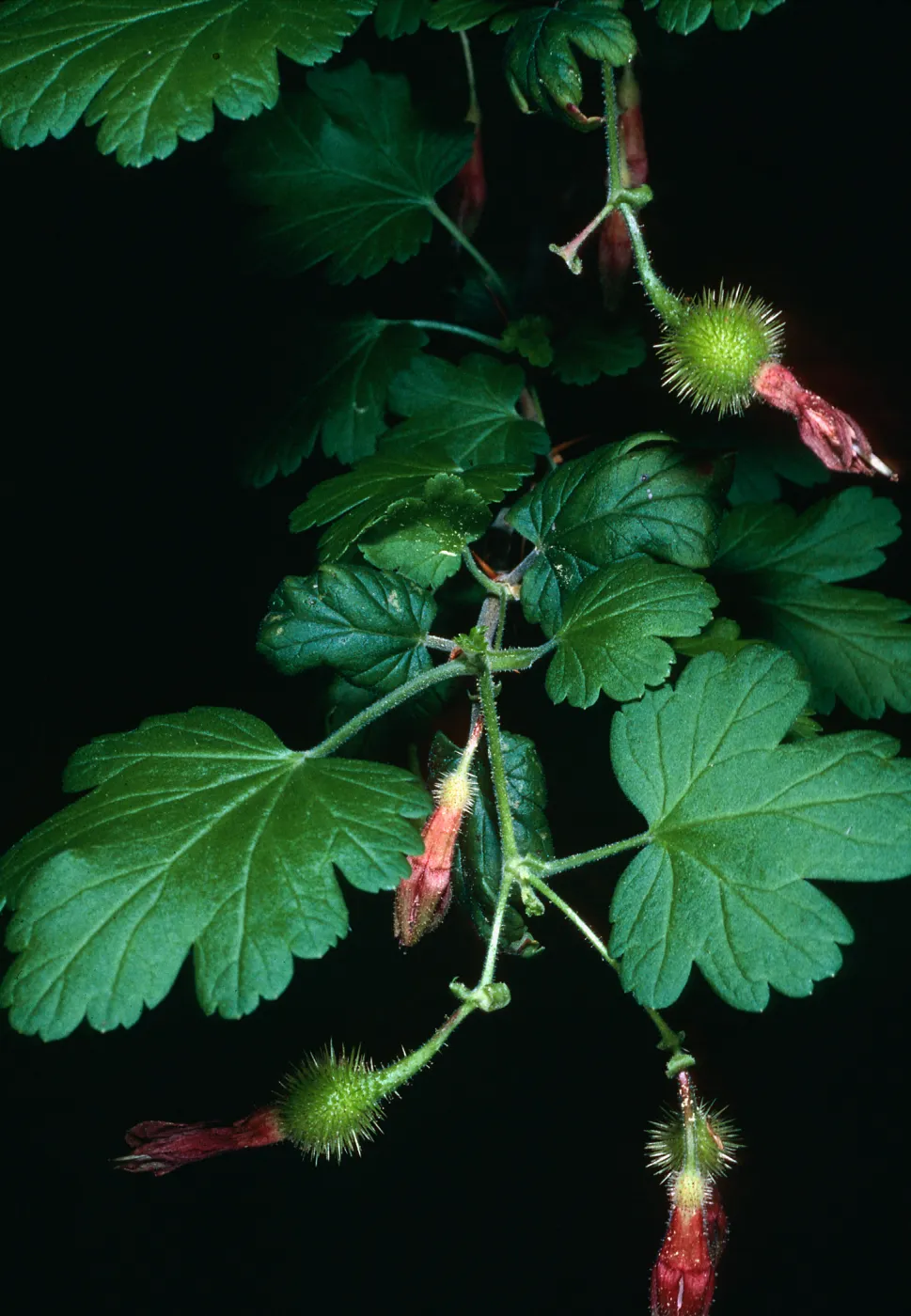 Ribes thacherianum, Santa Barbara Botanic Garden