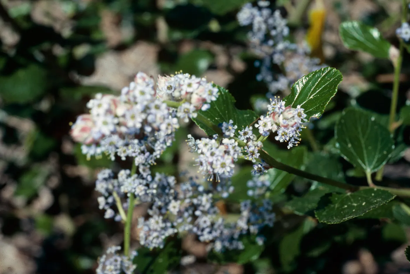 Ceanothus arboreus, Island Section, Santa Barbara Botanic Garden