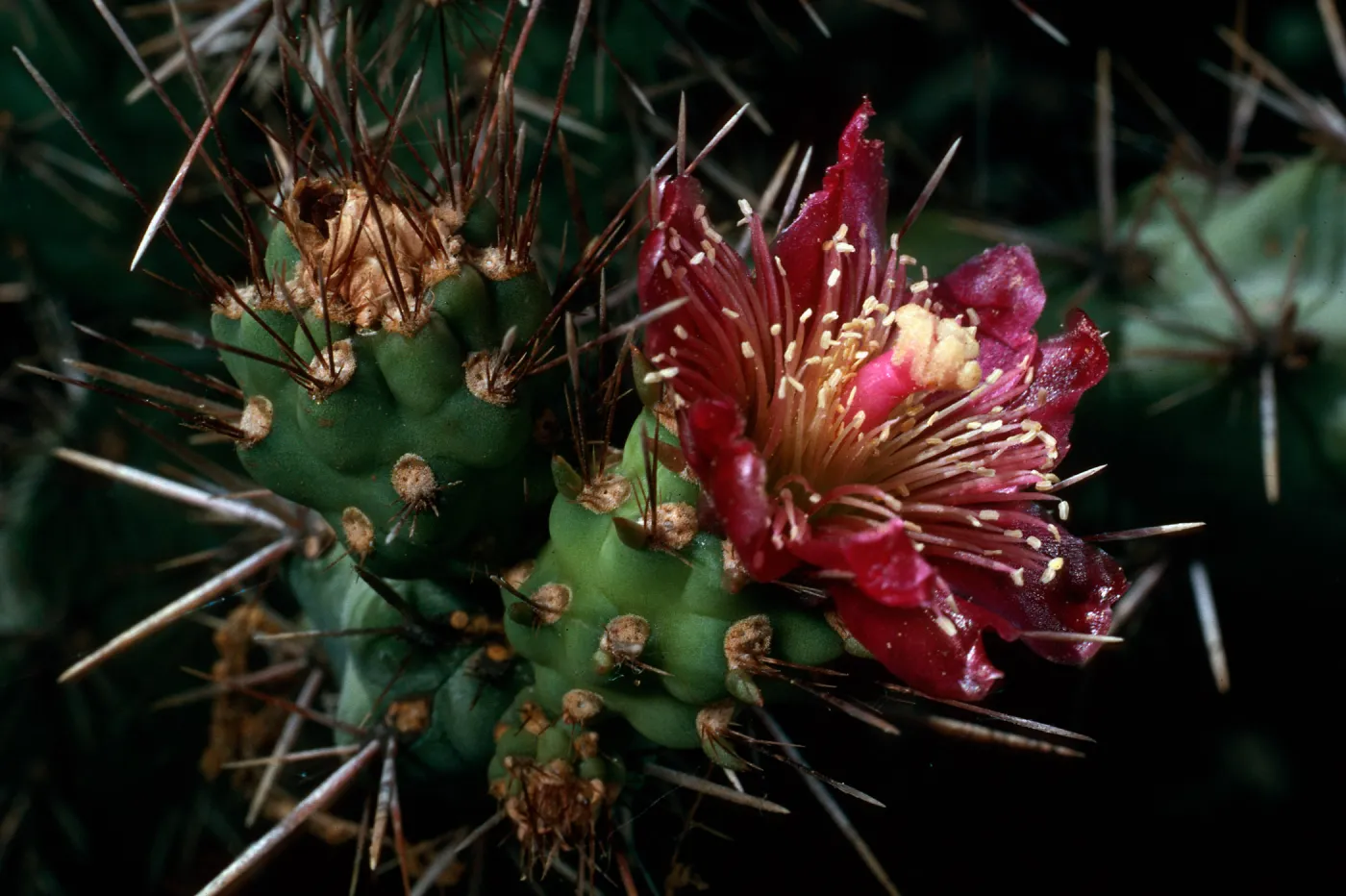 Opuntia prolifera, Santa Barbara Botanic Garden