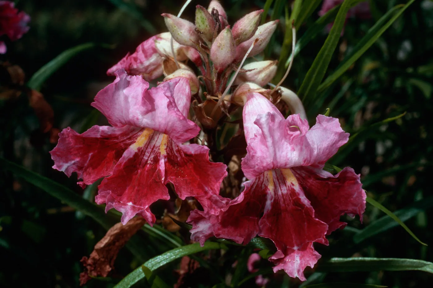Chilopsis linearis, Santa Barbara Botanic Garden