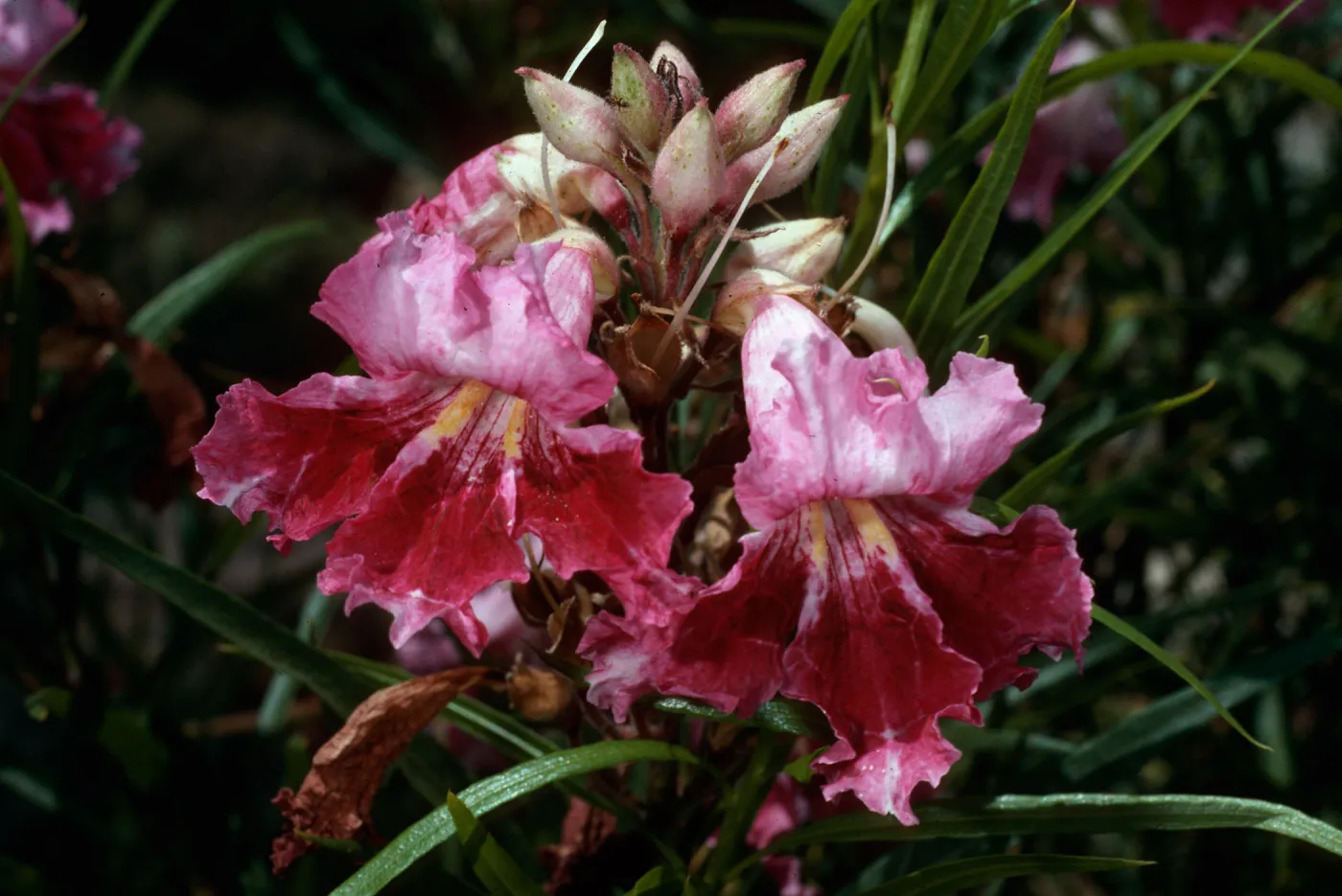 Chilopsis linearis, Santa Barbara Botanic Garden
