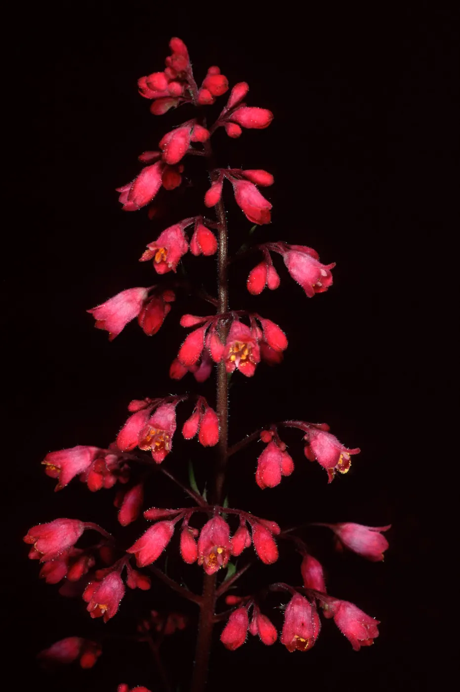 Heuchera, Santa Barbara Botanic Garden