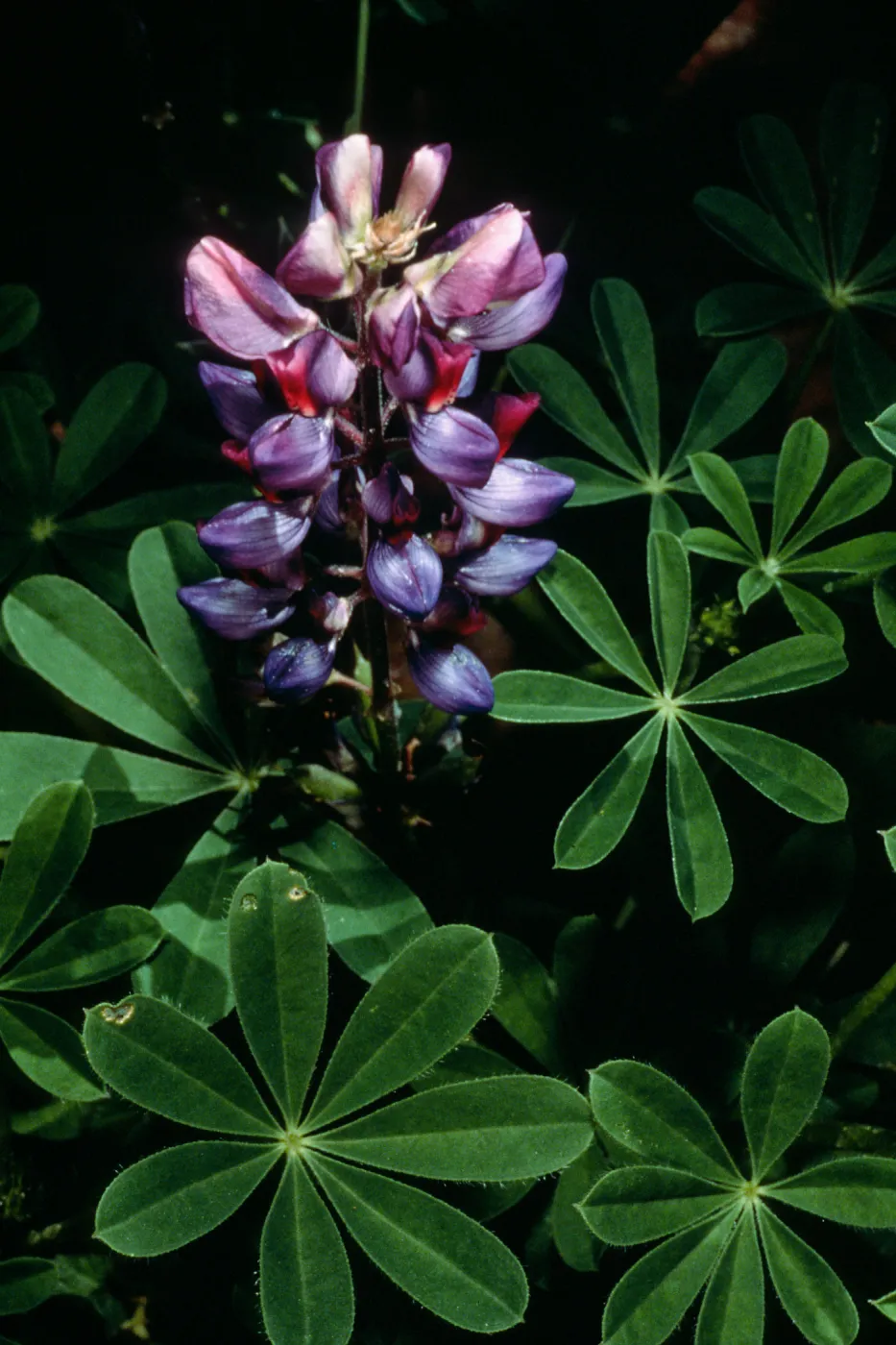 Lupinus succulentus, Santa Barbara Botanic Garden