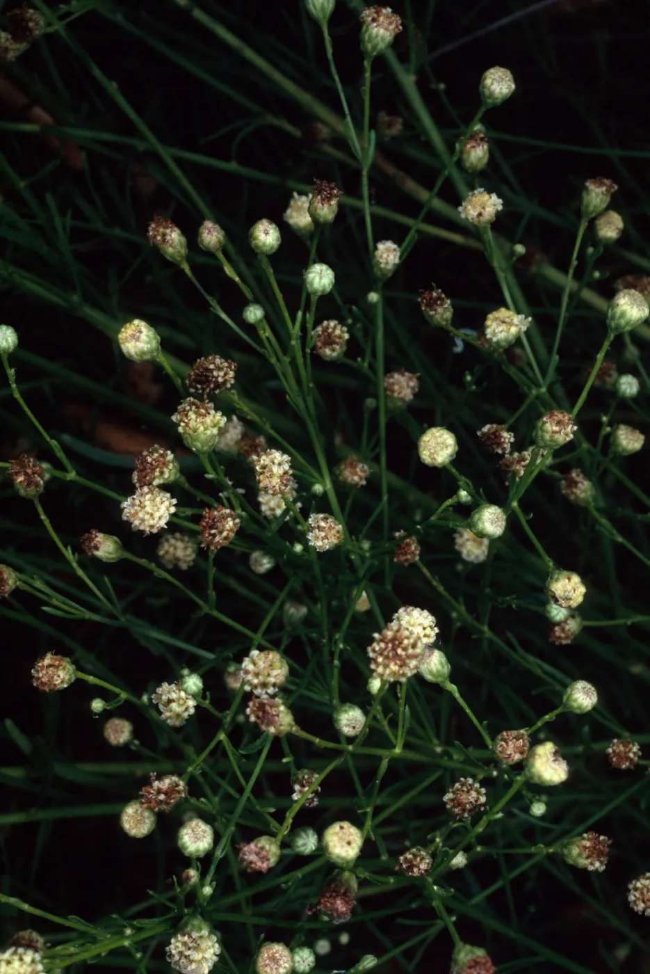 Baccharis malibuensis, Campbell Trail, Santa Barbara Botanic Garden