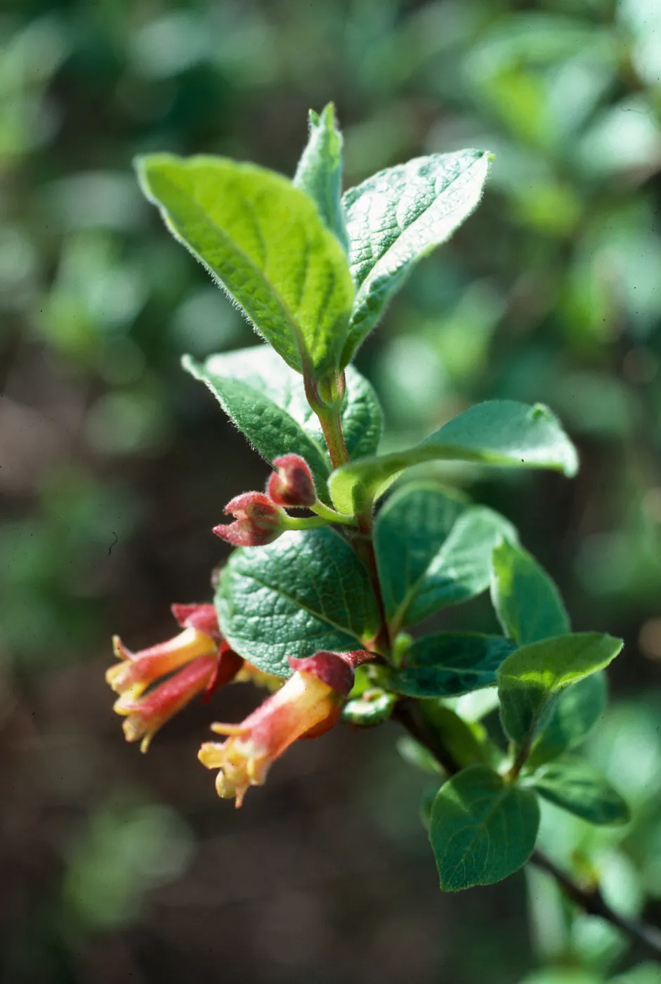 Lonicera involucrata, Honda Canyon, Vandenberg, Santa Barbara county