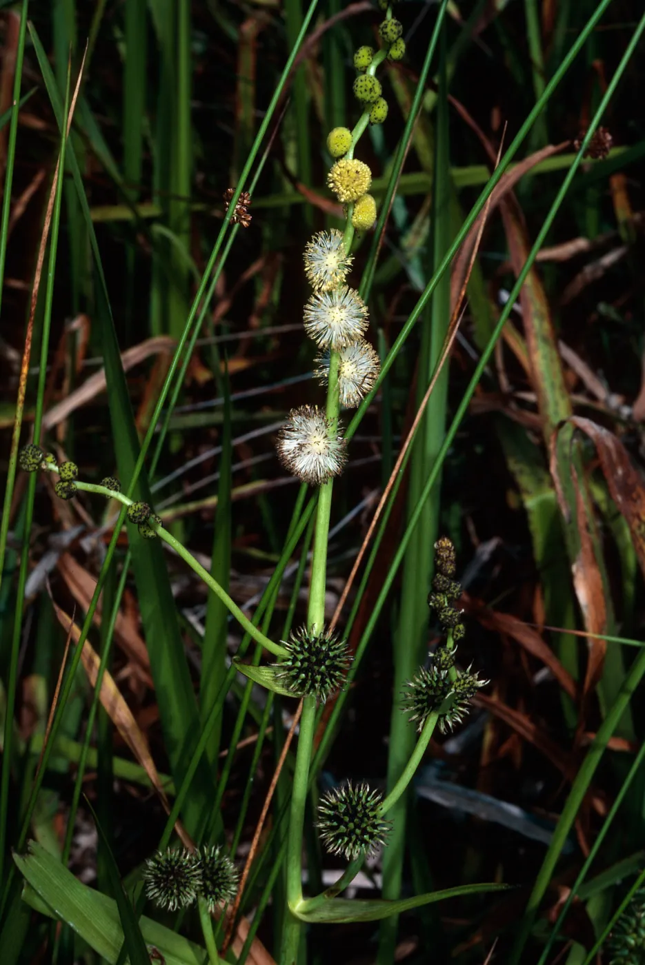Sparganium, La Purissima Mission, Santa Barbara County