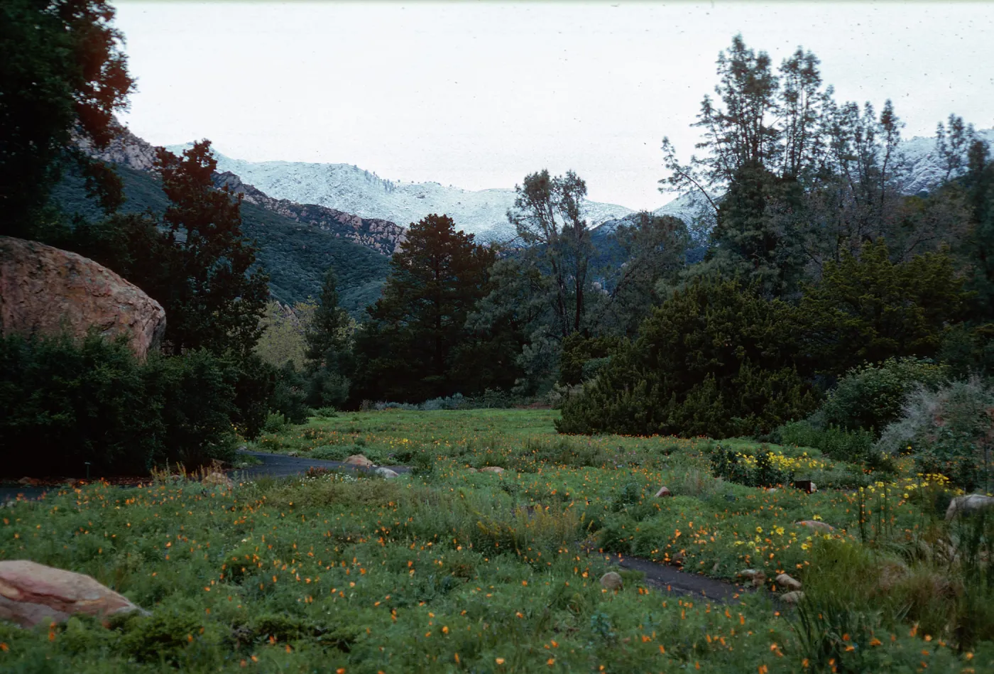 snow on Santa Ynez Mountains, Santa Barbara Botanic Garden