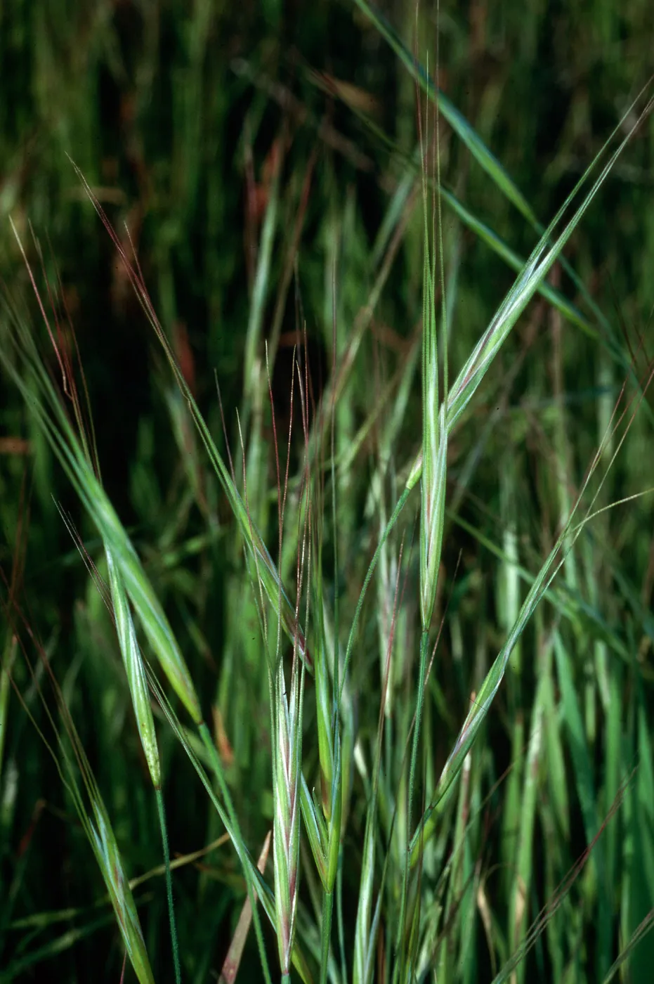Bromus diandrus, Calle Poniente, Santa Barbara 
