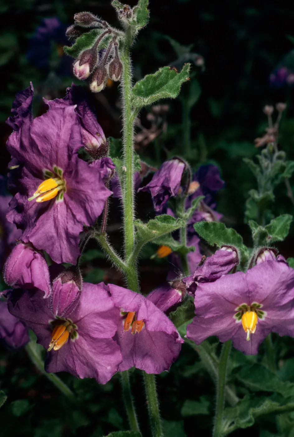 Solanum xanti, San Roque Canyon, Santa Barbara County
