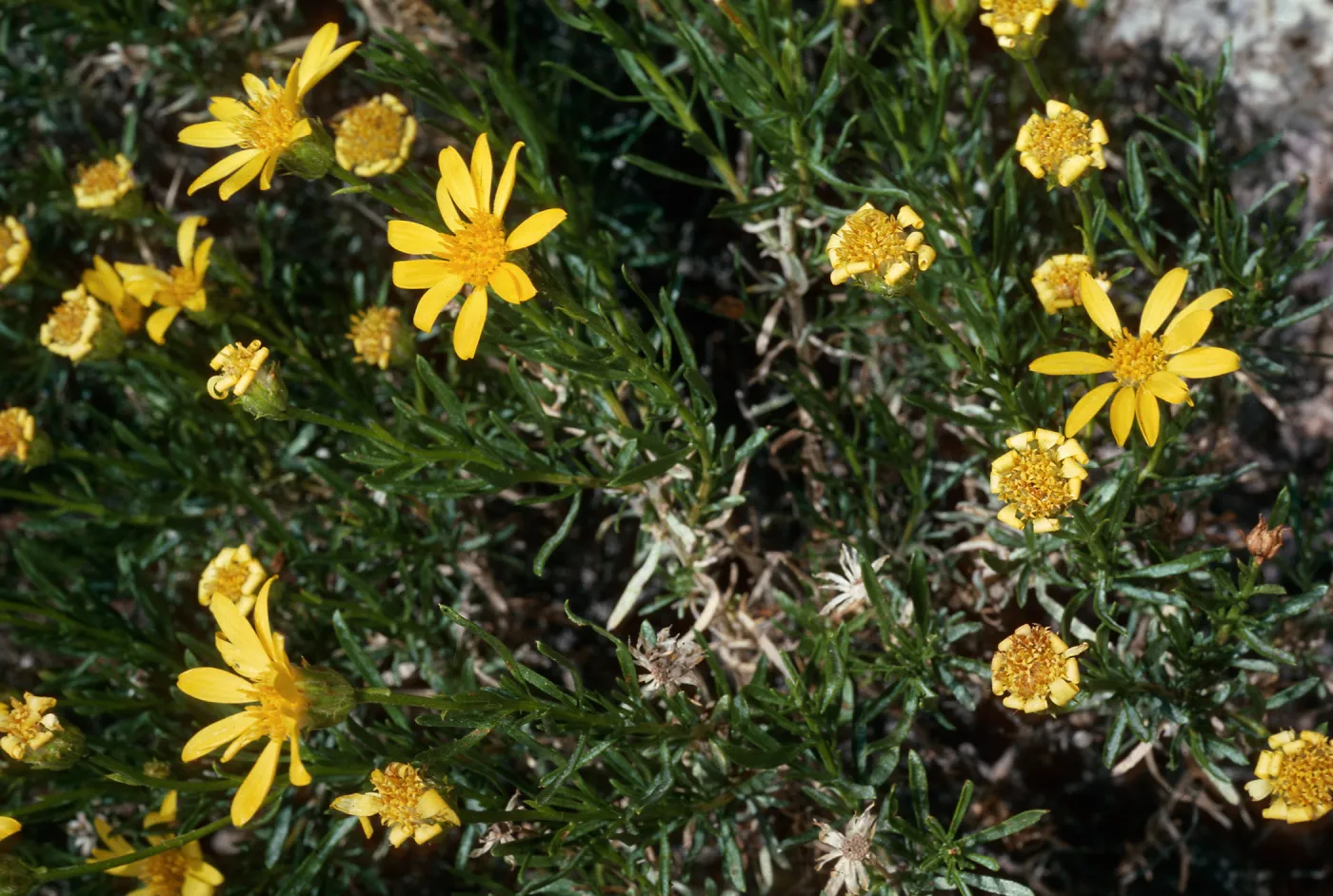 Haplopappus linearifolius or Ericamera linearifolius, Backus Road on way to Mojave, Kern County