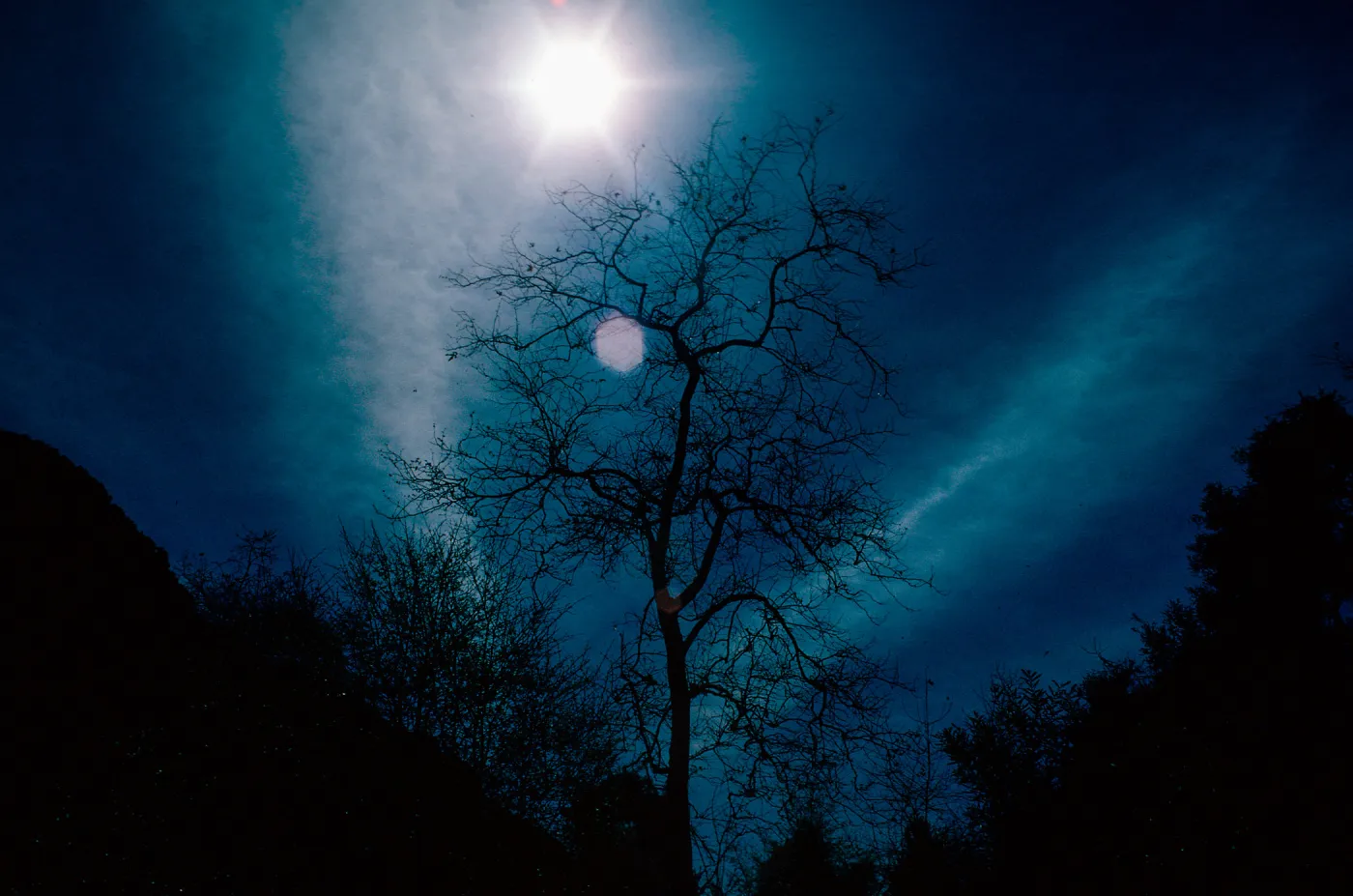 sun - Sycamore, Cold Springs Canyon, Santa Barbara County
