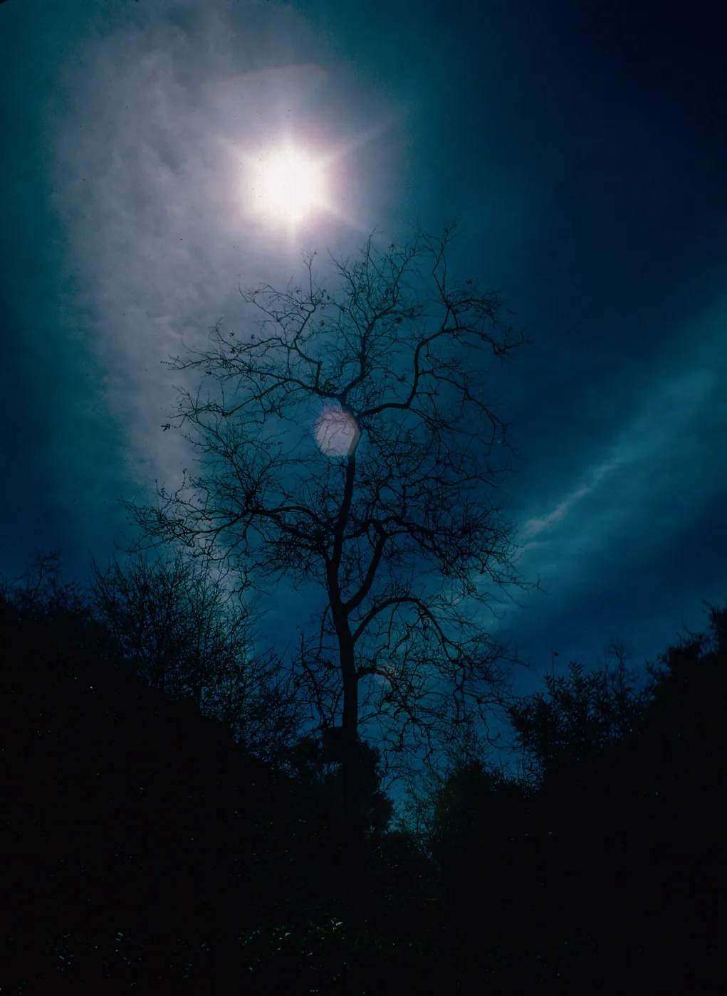 sun - Sycamore, Cold Springs Canyon, Santa Barbara County