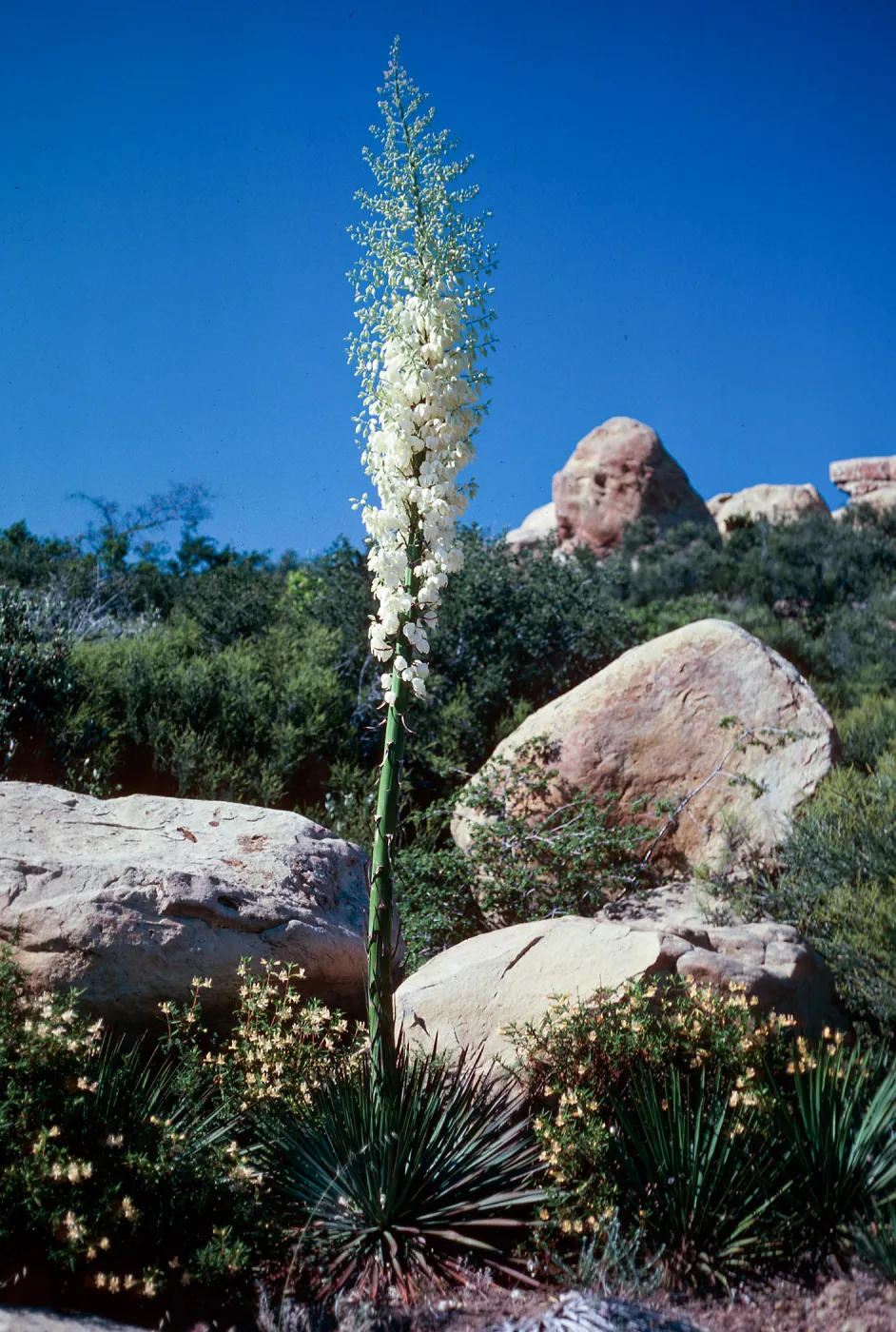 Yucca whipplei, West Camino Cielo, Sana Barbara County
