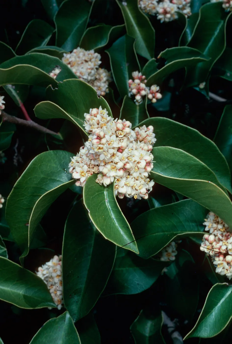 Rhus ovata, West Camino Cielo, Santa Barbara County