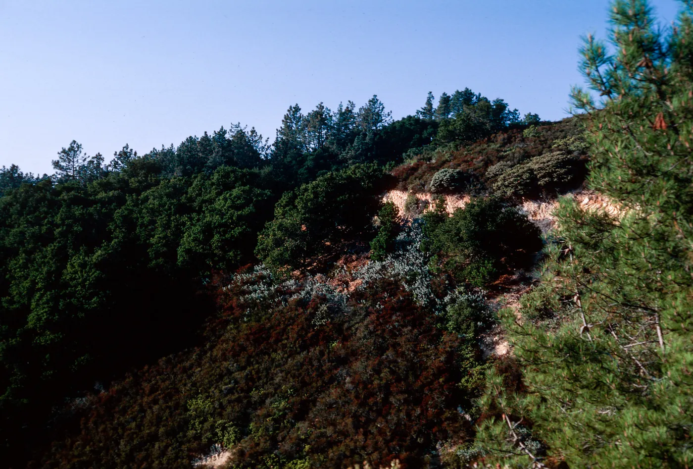 East Cuesta ridge, San Luis Obispo County