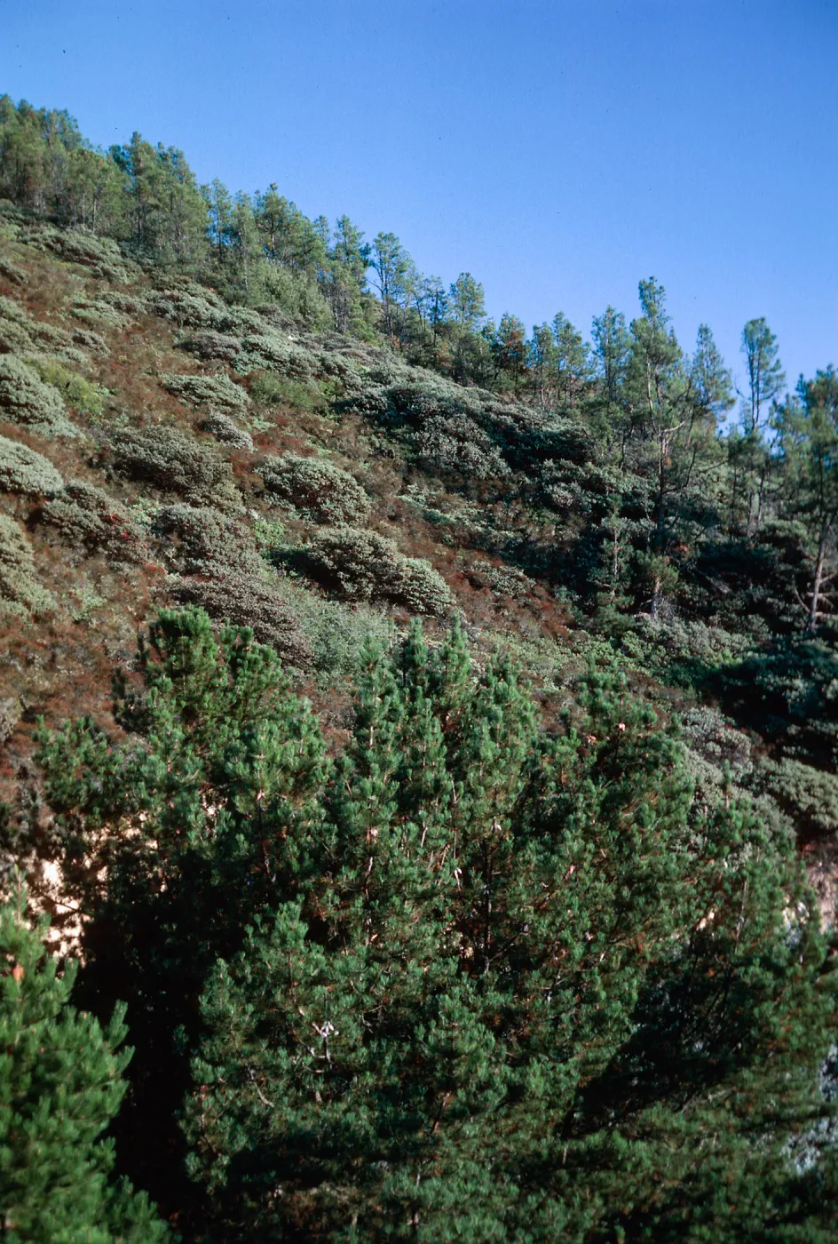 Knobcone Pines, East Cuesta ridge, San Luis Obispo County