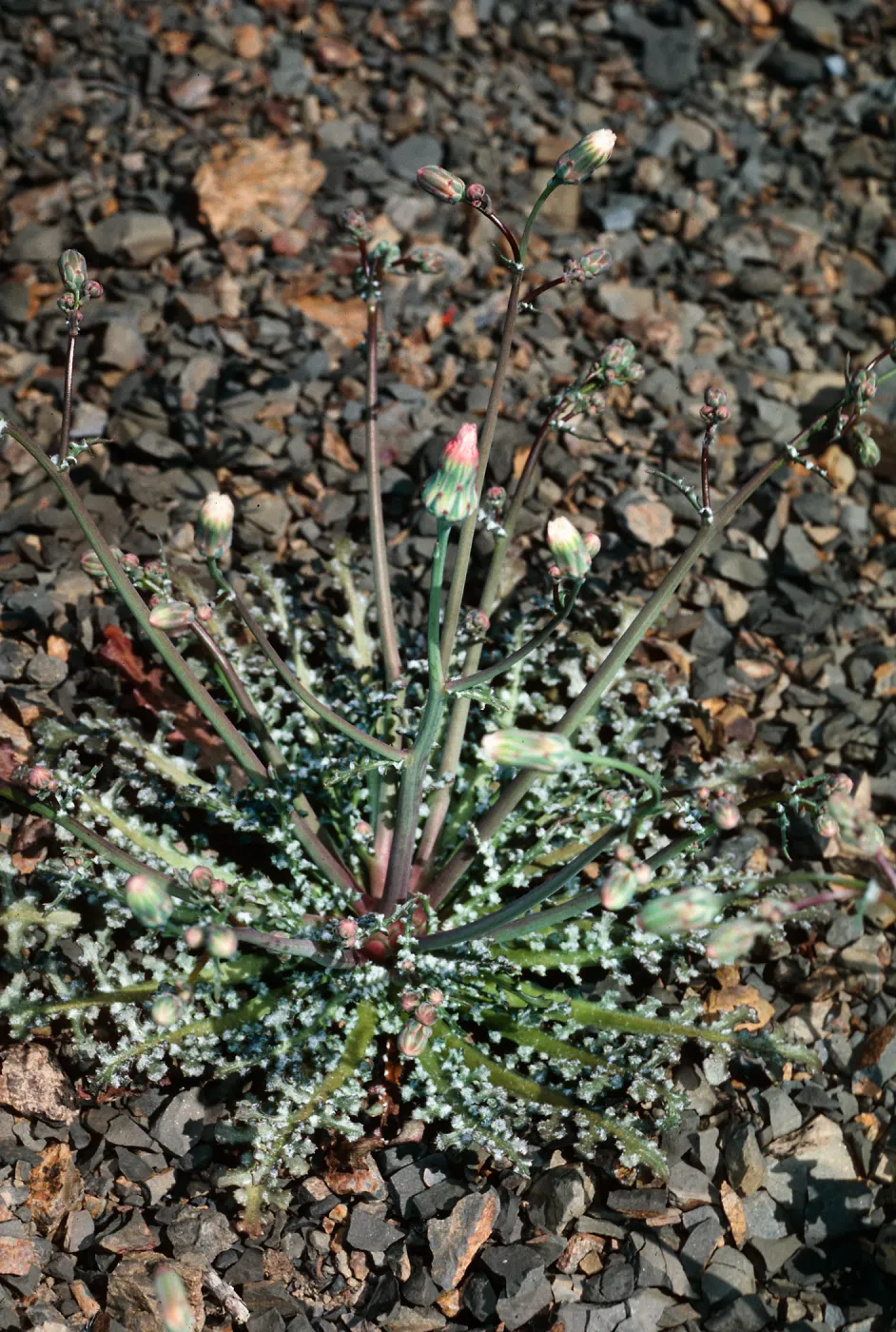 Malacothrix phaeocarpa, SJ#4207, North of East Cuesta Ridge Botanic area, San Luis Obispo County