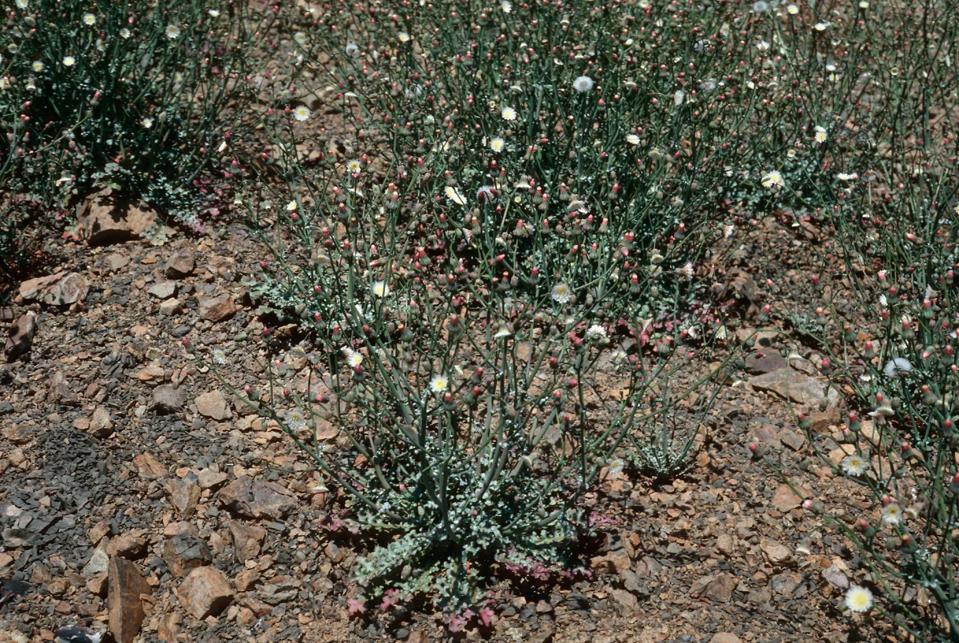 Malacothrix phaeocarpa, SJ #4350, North side, West Cuesta ridge