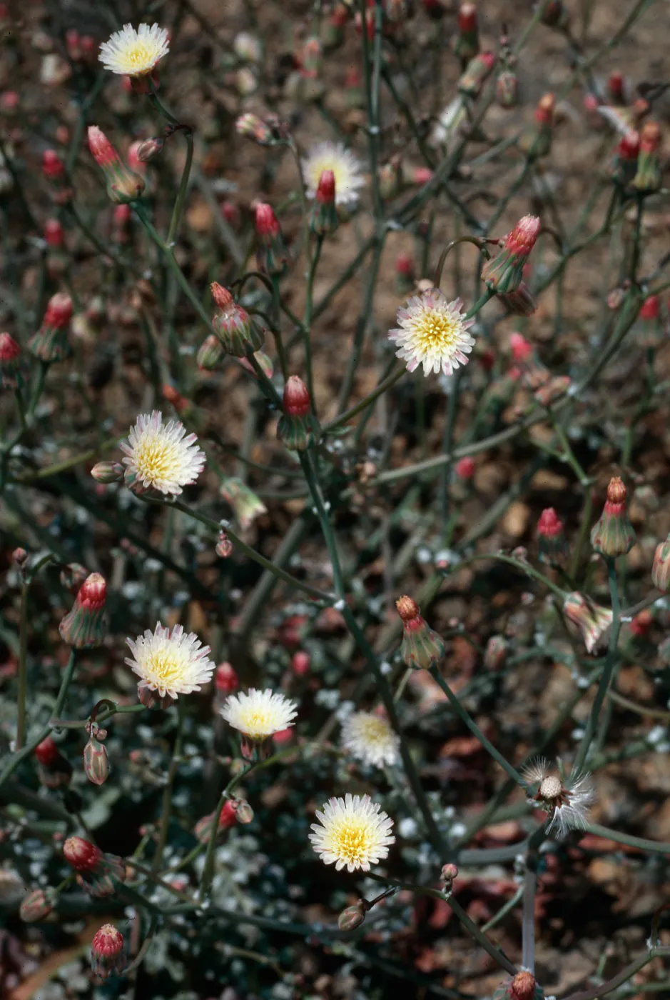 Malacothrix phaeocarpa, SJ #4350, North side, West Cuesta ridge