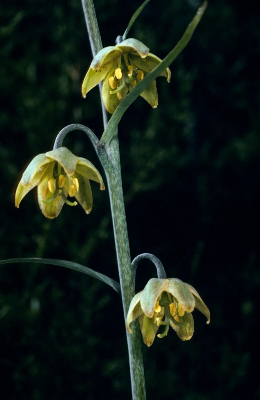 Fritillaria, #4897, Lions Den, Big Sur, Monterey County