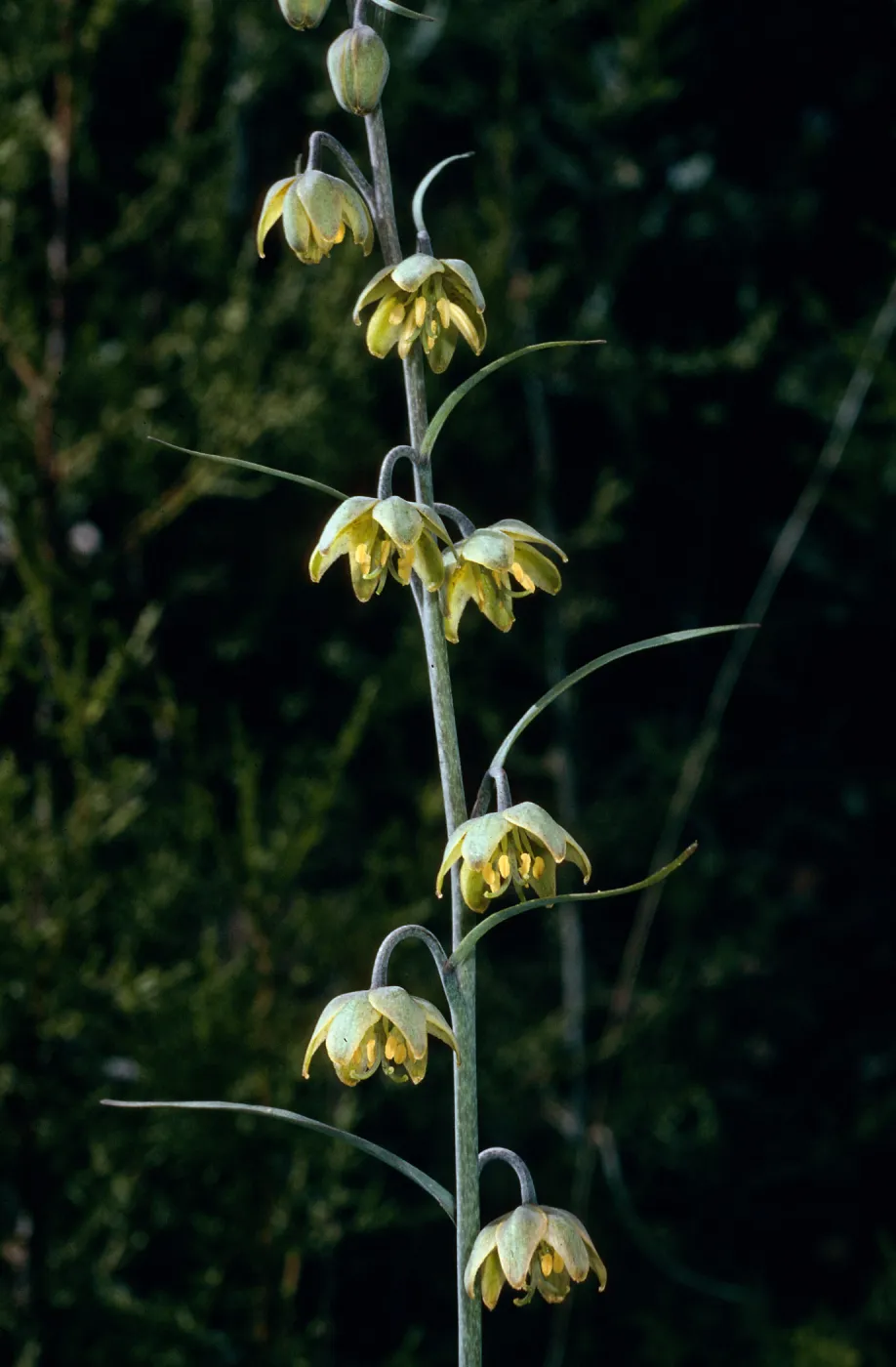 Fritillaria viridea, #4897, Lions Den, Big Sur, Monterey County