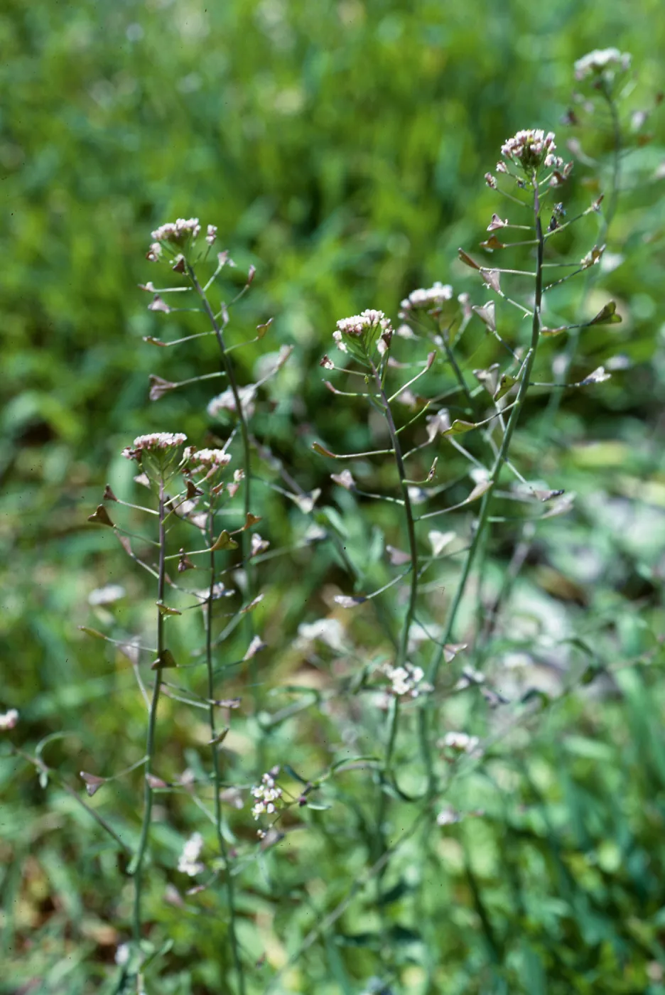 Capsella bursa-pastoris, De La Guerra Springs, Santa Barbara County