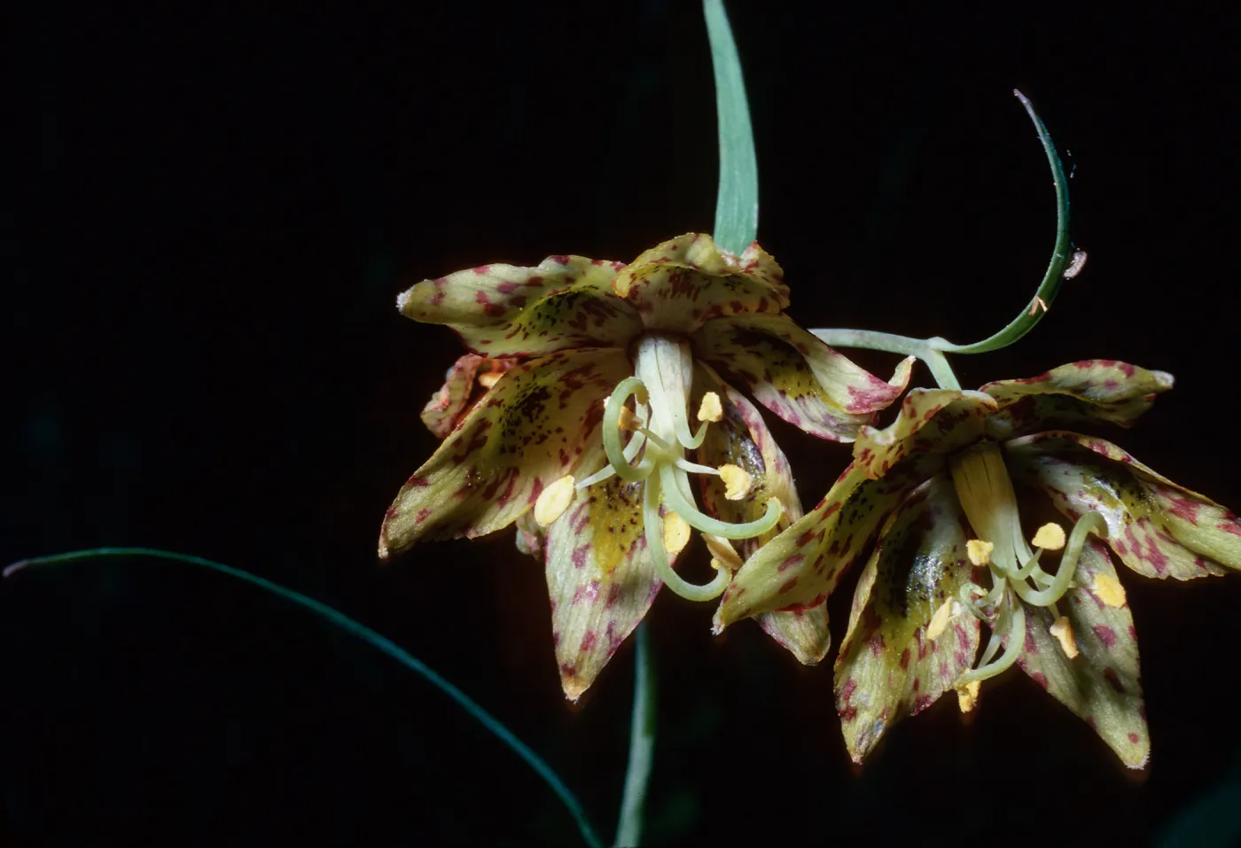 Fritillaria ojaiensis, Nineteen Oaks Trail, Santa Ynez Valley, Santa Barbara County