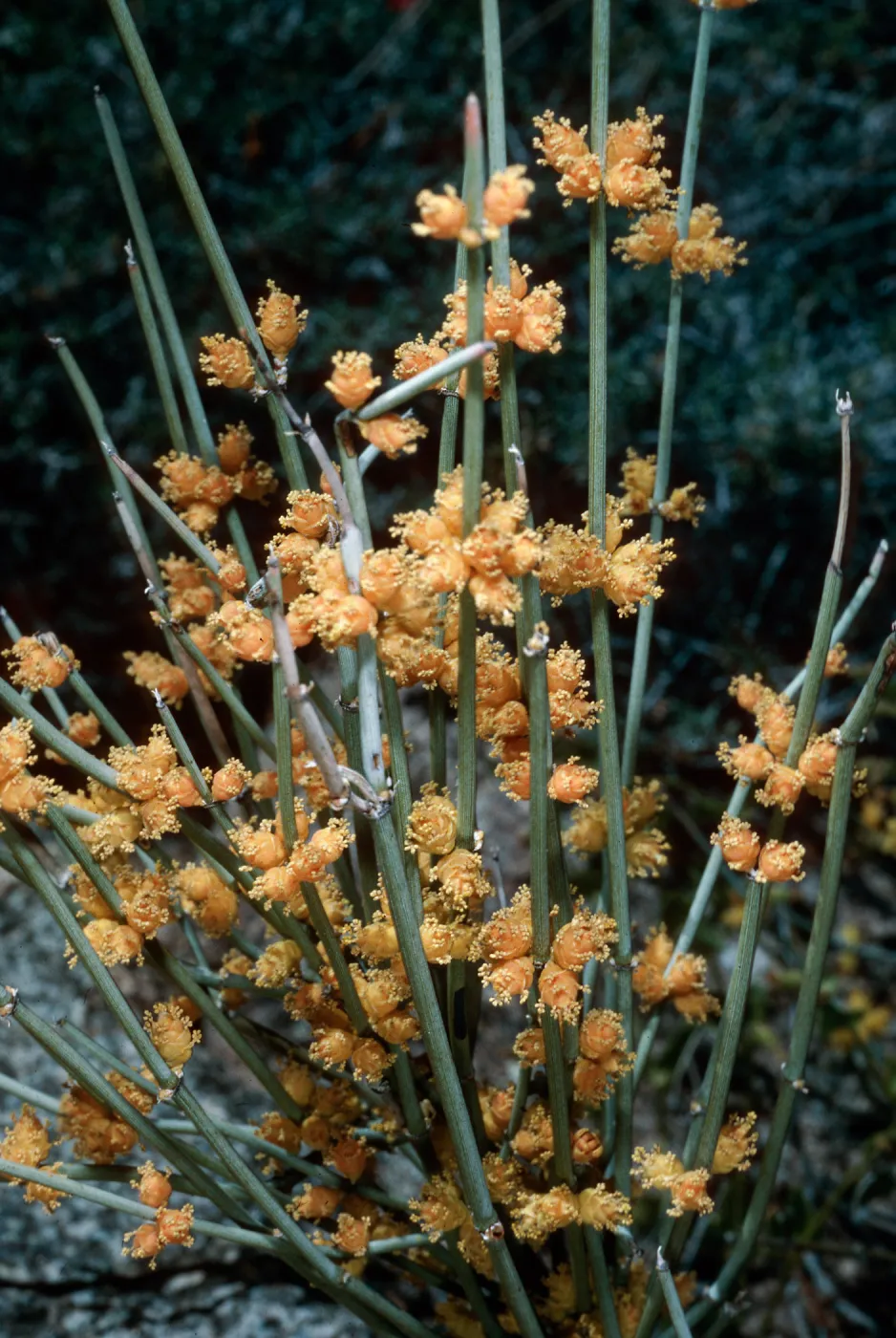 Ephedra, Borrego Palm Canyon, Anza-Borrego Desert State Park, San Diego County