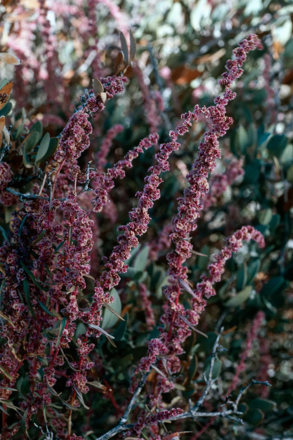 Amaranthus fimbriates, Joshua Tree National Park