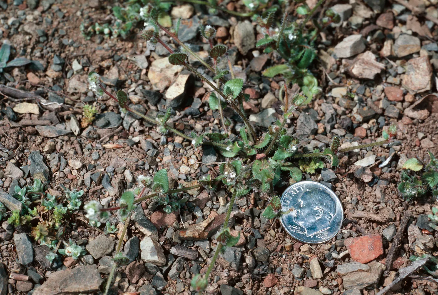Plagiobothrys uncinatus, SJ #4250, Tassajera Peak & Cuesta, San Luis Obispo County