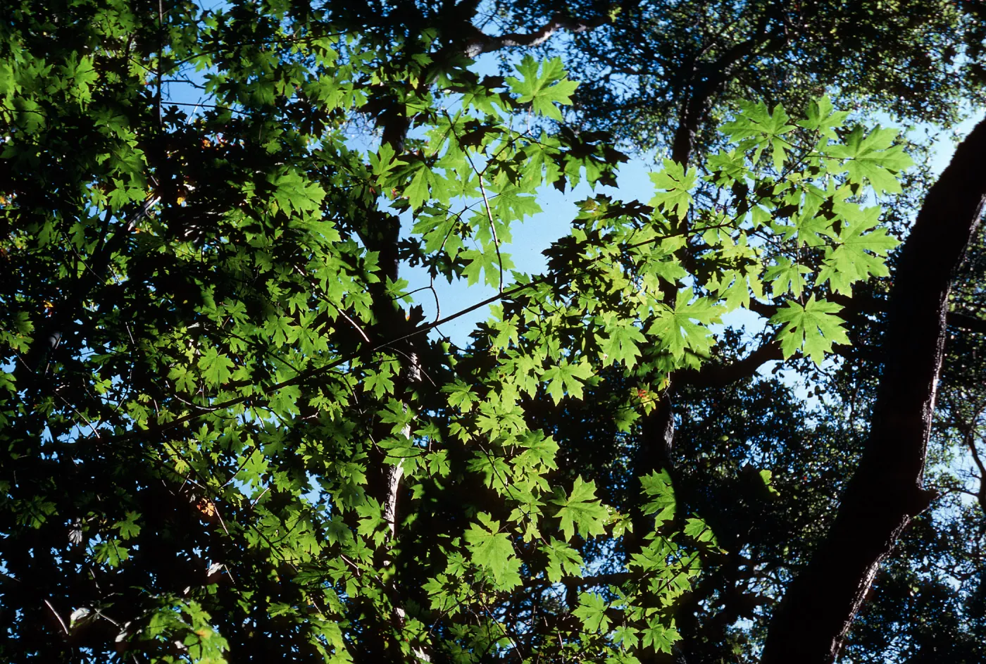 Acer Macrophyllum, Kinevan Canyon, Santa Barbara County